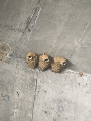 Petrochelidon pyrrhonota