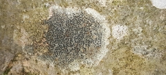 Lecidella elaeochroma