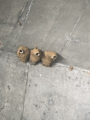 Petrochelidon pyrrhonota