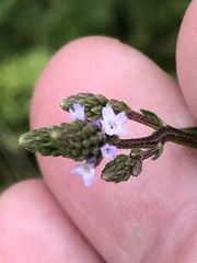 Verbena litoralis