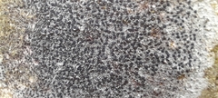 Lecidella elaeochroma
