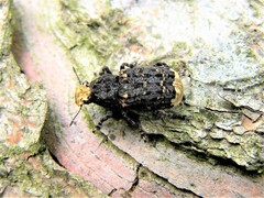 Platyrhinus resinosus