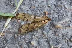 Panorpa germanica