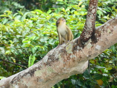 Miopithecus ogouensis