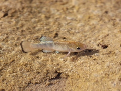 Cyprinodon salinus