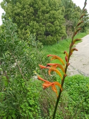 Chasmanthe floribunda