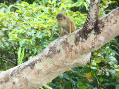 Miopithecus ogouensis