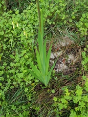Chasmanthe floribunda