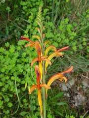 Chasmanthe floribunda
