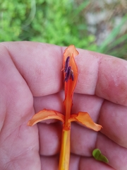 Chasmanthe floribunda