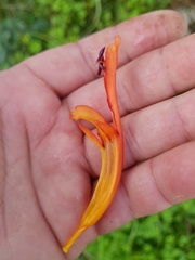 Chasmanthe floribunda