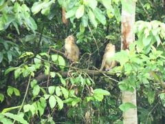 Miopithecus ogouensis