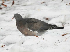 Columba palumbus