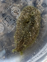 Dolabrifera nicaraguana