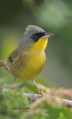 Geothlypis poliocephala