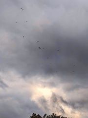 Leucophaeus pipixcan