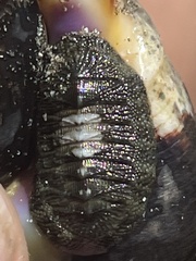 Chiton stokesii