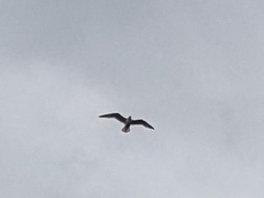 Leucophaeus pipixcan