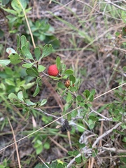 Crataegus uniflora