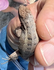 Sceloporus squamosus