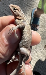 Sceloporus squamosus