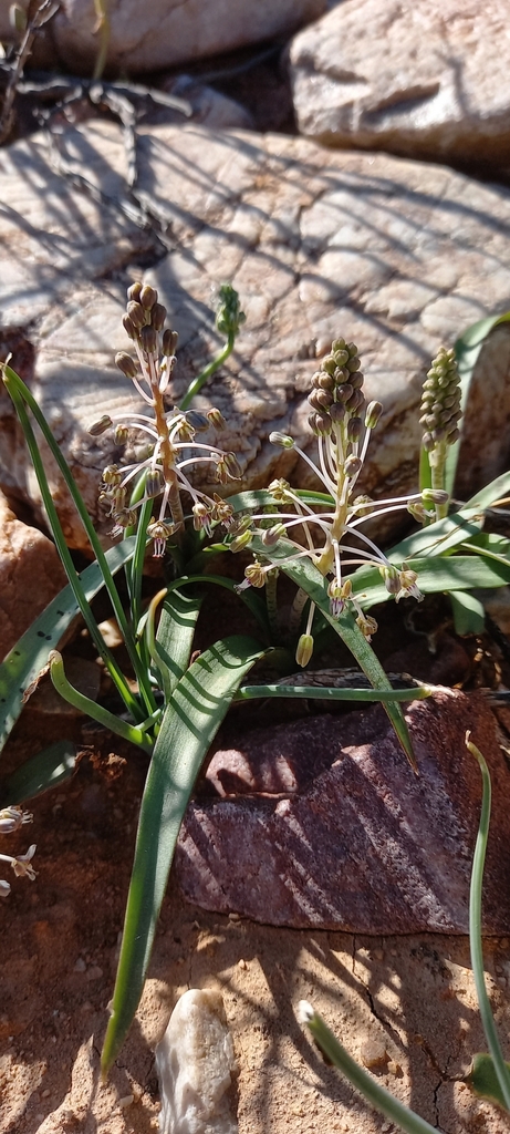 Ledebouria apertiflora, Calitzdorp, 6660, South Africa