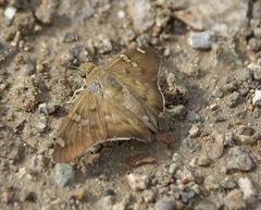 Ectomis octomaculata