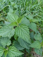 Urtica dioica