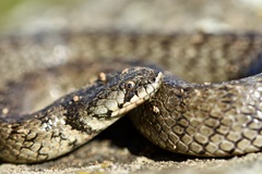 Macroprotodon brevis