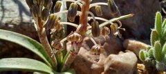 Ledebouria apertiflora