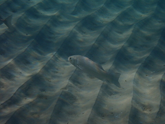 Dicentrarchus labrax