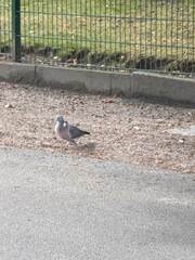 Columba palumbus
