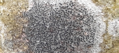 Lecidella elaeochroma