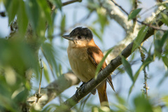 Pachyramphus validus