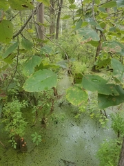 Populus heterophylla