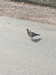 Columba palumbus