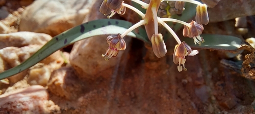 Image of Ledebouria apertiflora by (c) kevin koen, some rights reserved (CC BY-SA)