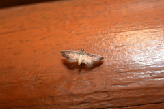 Salbia pachyceralis