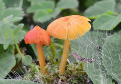 Hygrocybe subpapillata