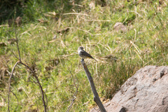 Pyrocephalus rubinus rubinus