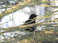 Turdus merula