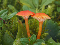 Hygrocybe insipida