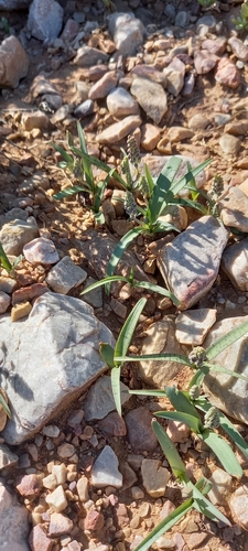 Ledebouria apertiflora