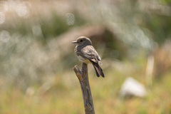 Pyrocephalus rubinus rubinus