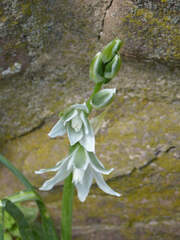 Ornithogalum nutans