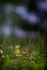 Macrocystidia cucumis latifolia