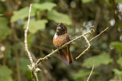 Aglaeactis castelnaudii