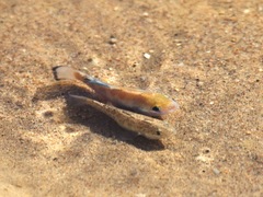 Cyprinodon salinus