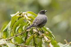 Ampelion rubrocristatus