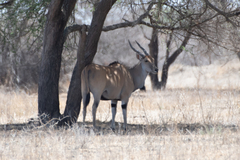 Tragelaphus oryx pattersonianus